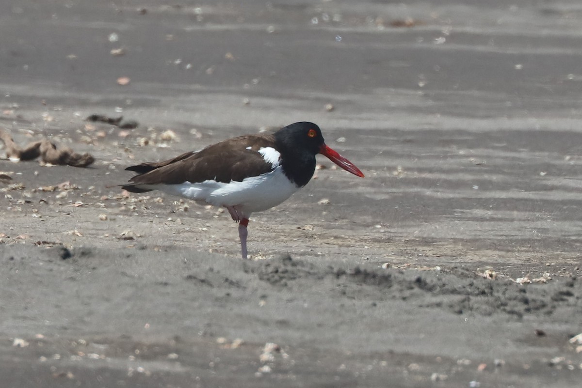American Oystercatcher - ML647108054