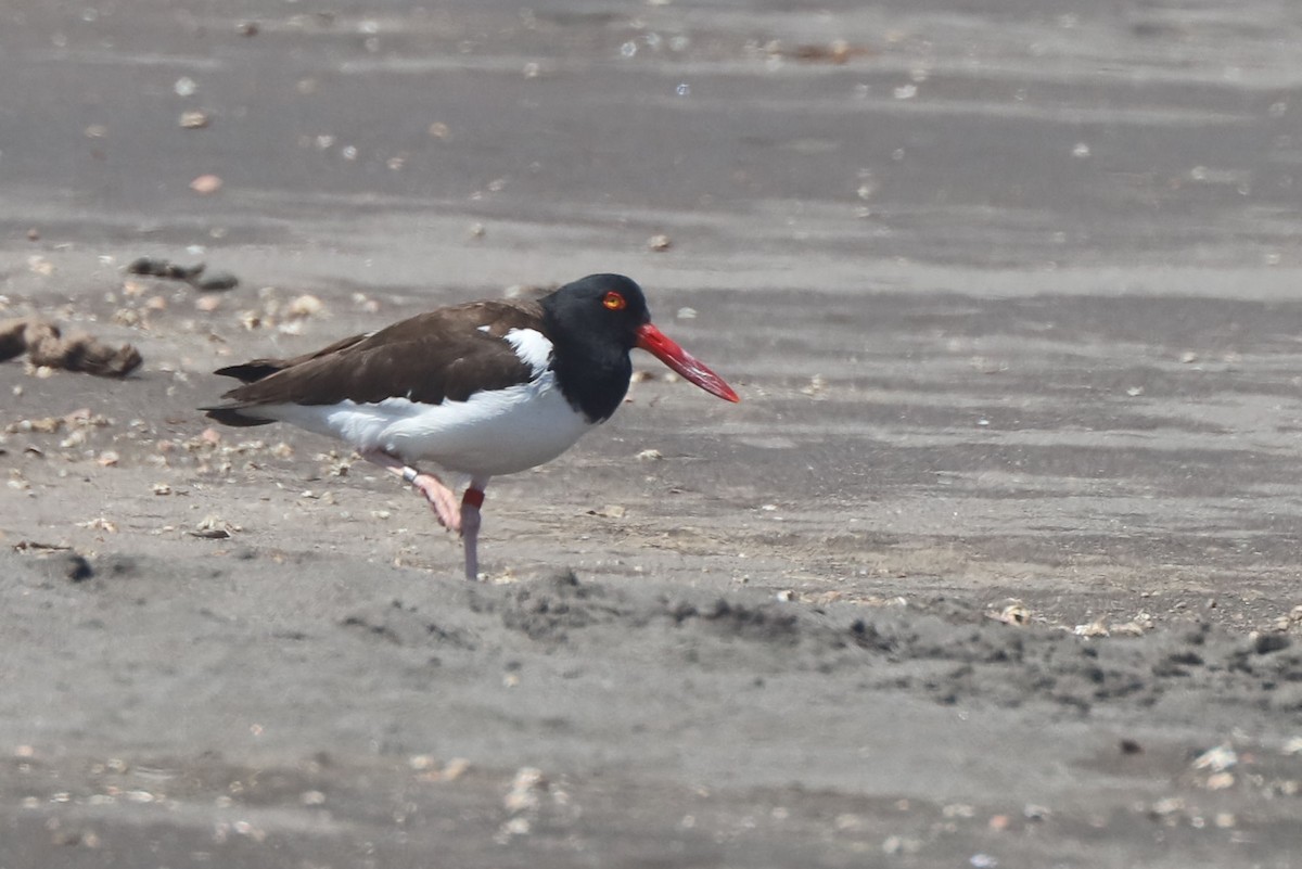 American Oystercatcher - ML647108055