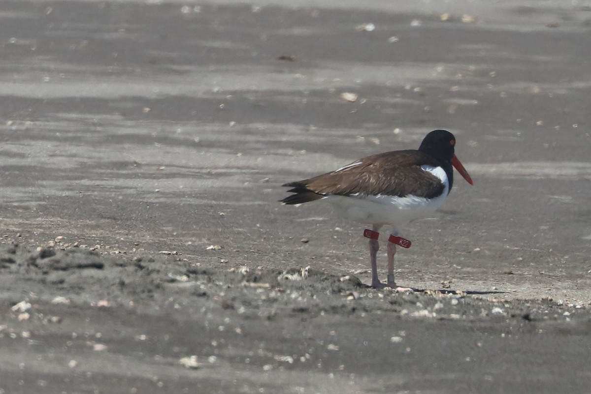 American Oystercatcher - ML647108056