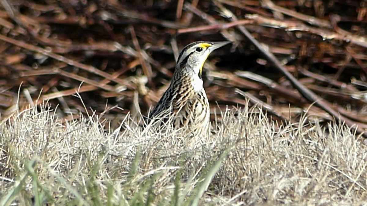 Eastern Meadowlark - ML647108060