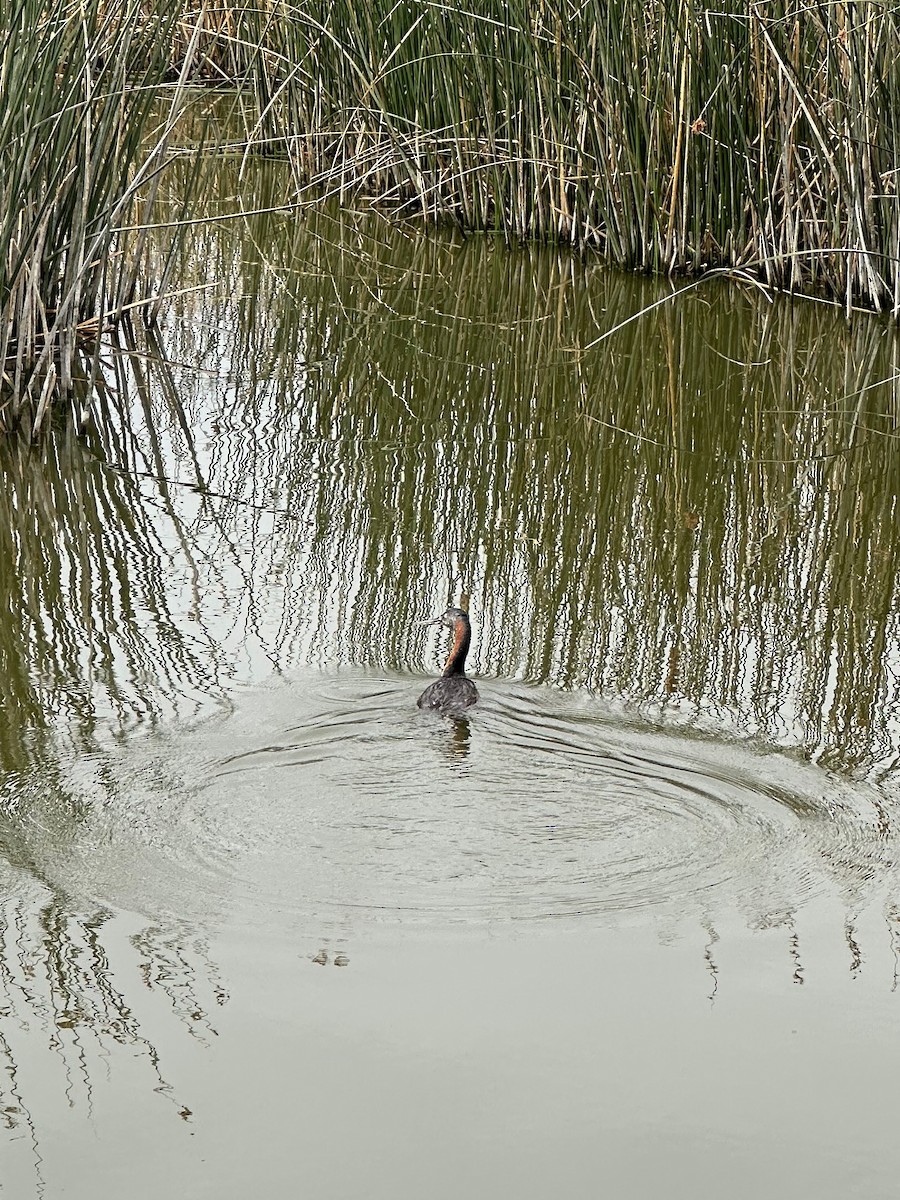 Great Grebe - ML647108064