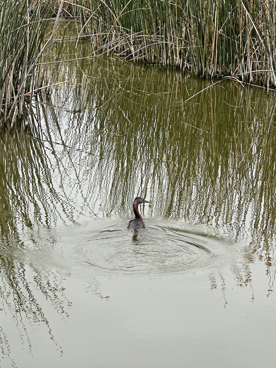 Great Grebe - ML647108065