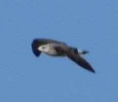Lesser Black-backed Gull - ML647108071