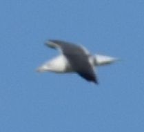Lesser Black-backed Gull - ML647108072