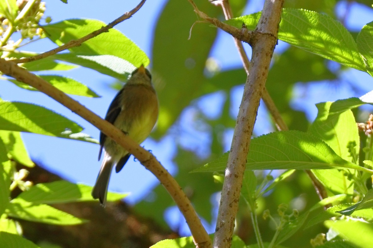 Black-capped Flycatcher - ML647108077