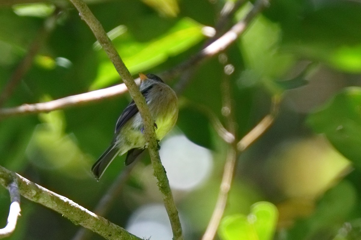 Black-capped Flycatcher - ML647108078