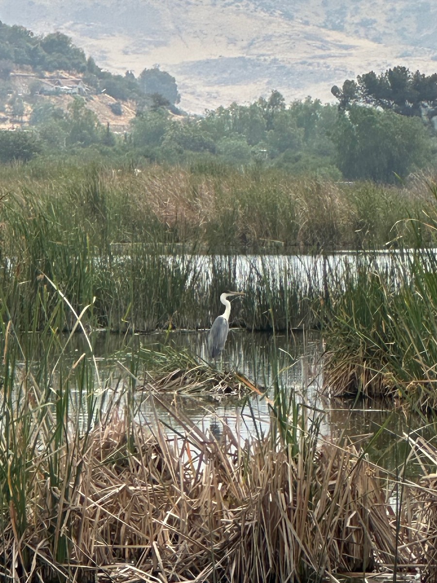 Cocoi Heron - ML647108079