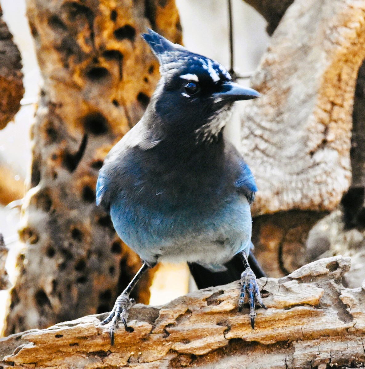 Steller's Jay - ML647108084