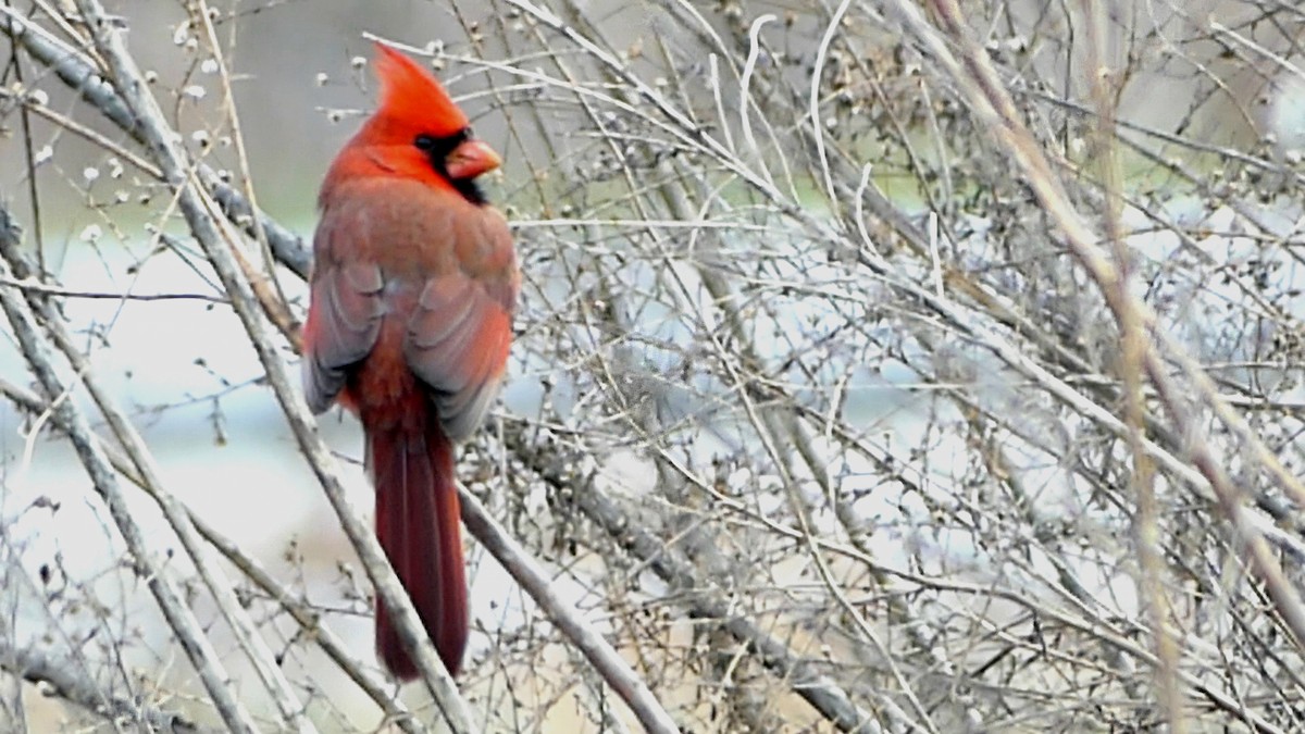 kardinál červený - ML647108086