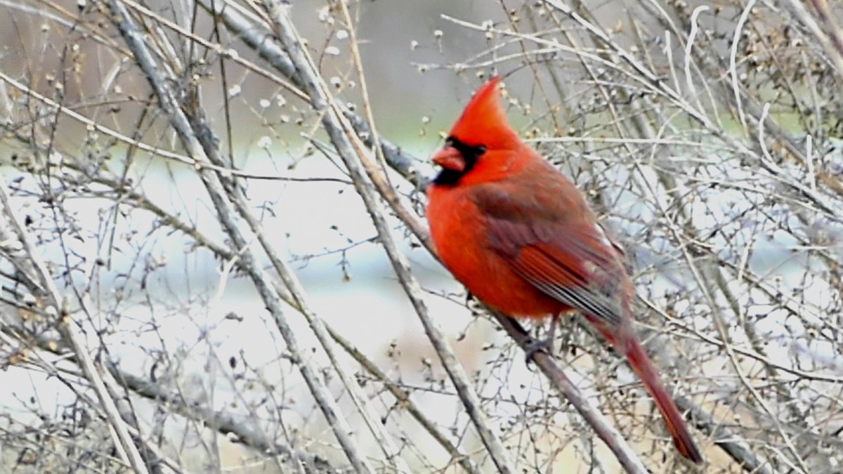 kardinál červený - ML647108087