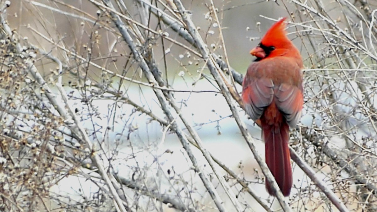 kardinál červený - ML647108088