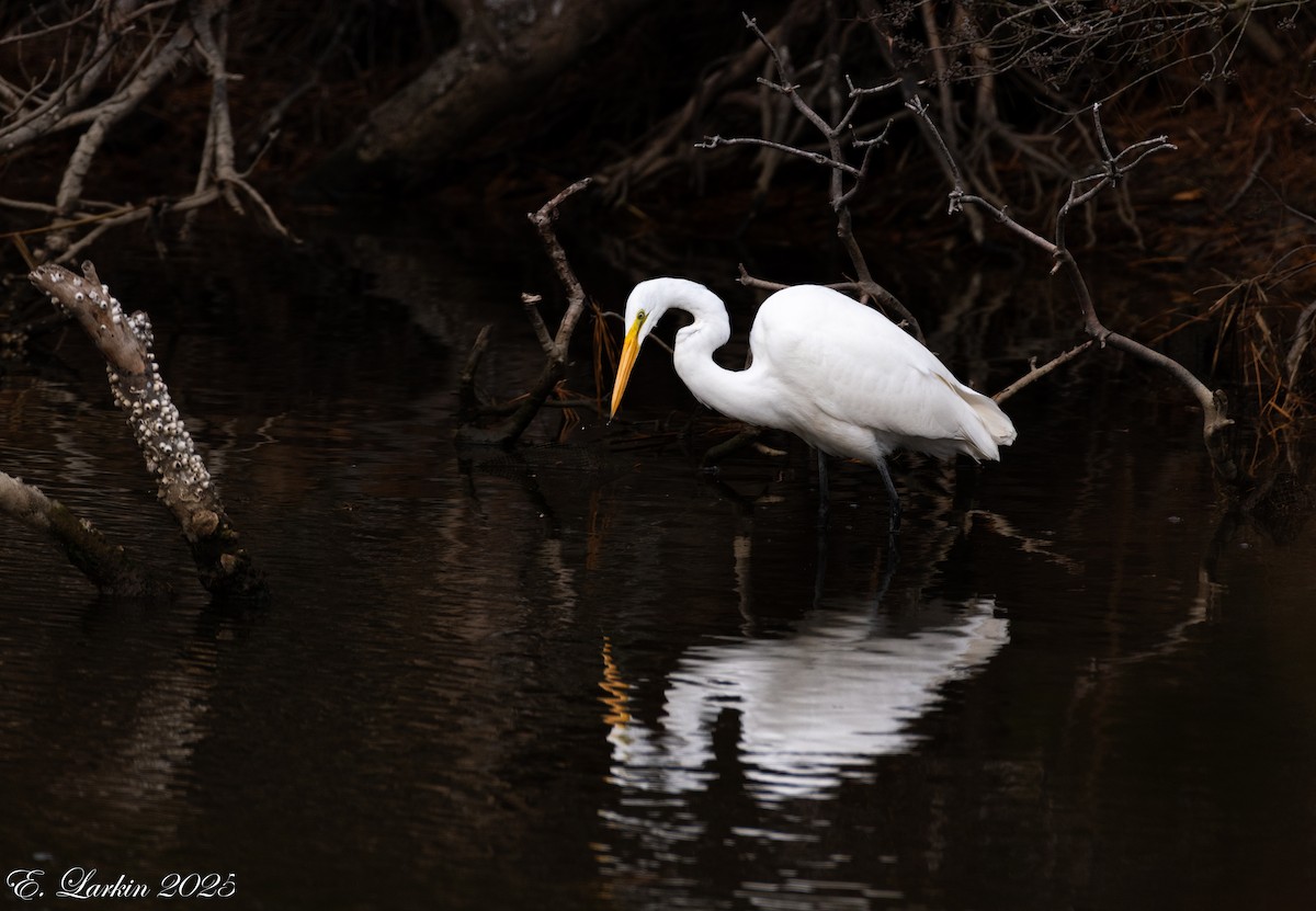 大白鷺 - ML647108094