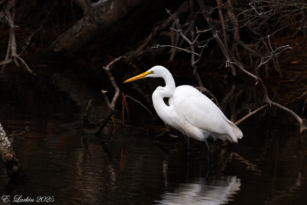 大白鷺 - ML647108096