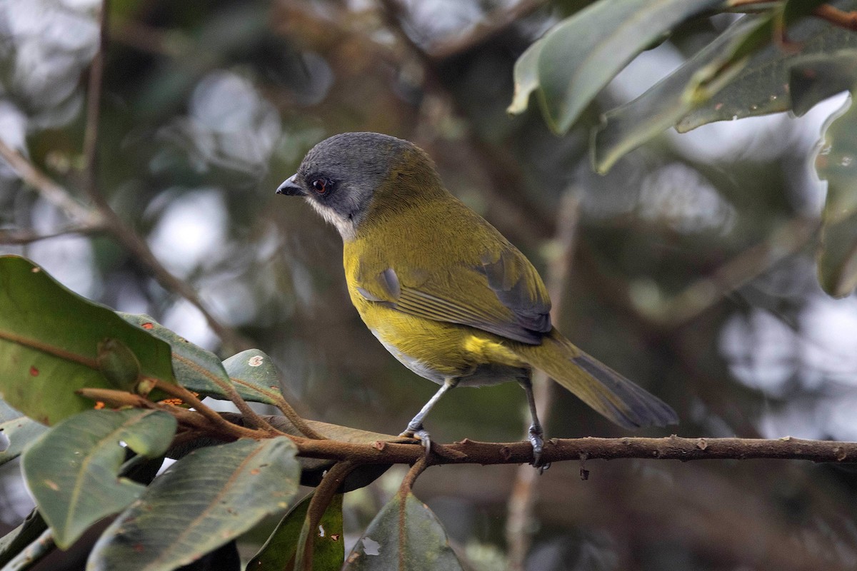 Common Chlorospingus (Northern Andes) - ML647108099