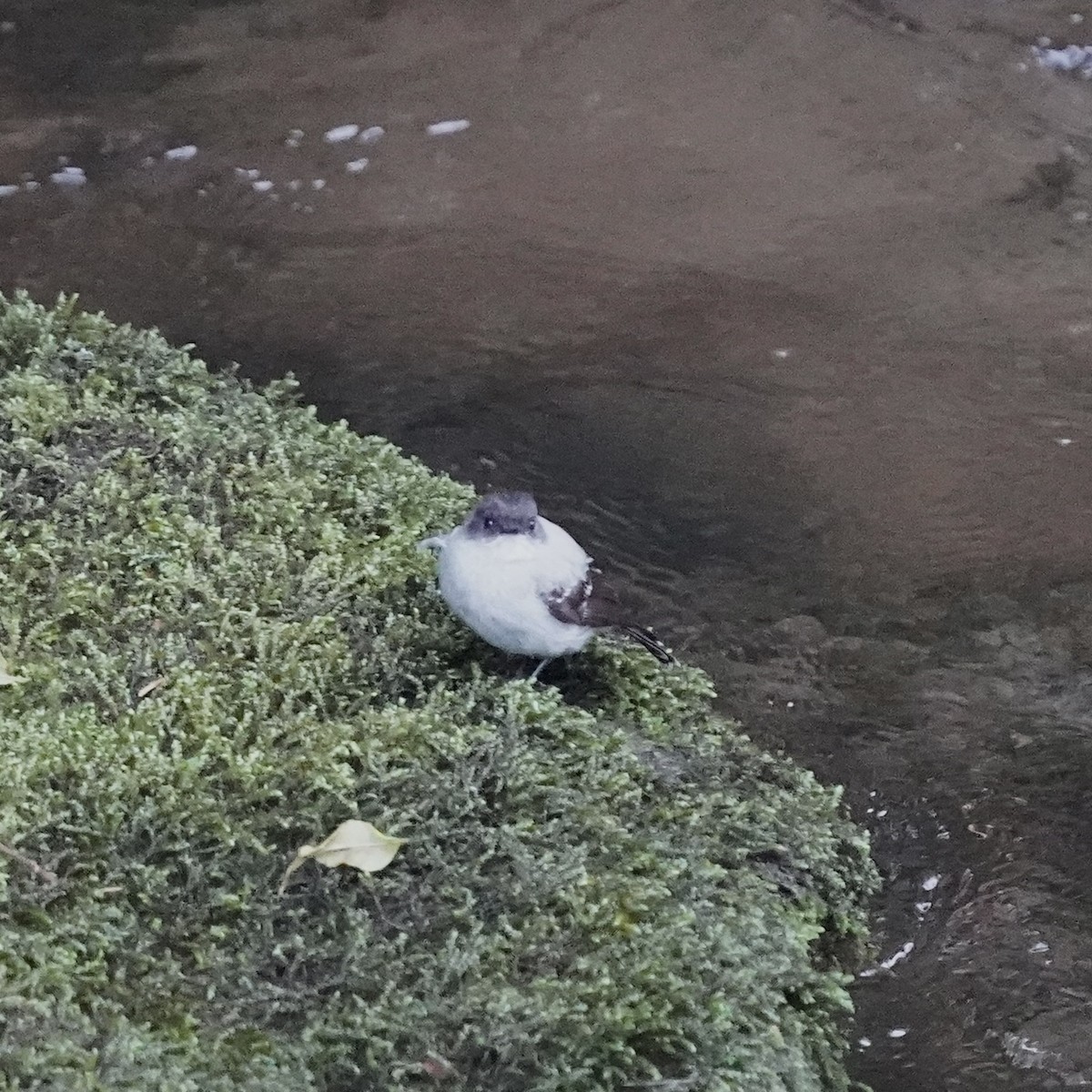 Torrent Tyrannulet - ML647108104