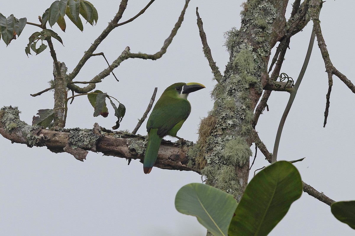 Southern Emerald-Toucanet (Andean) - ML647108105