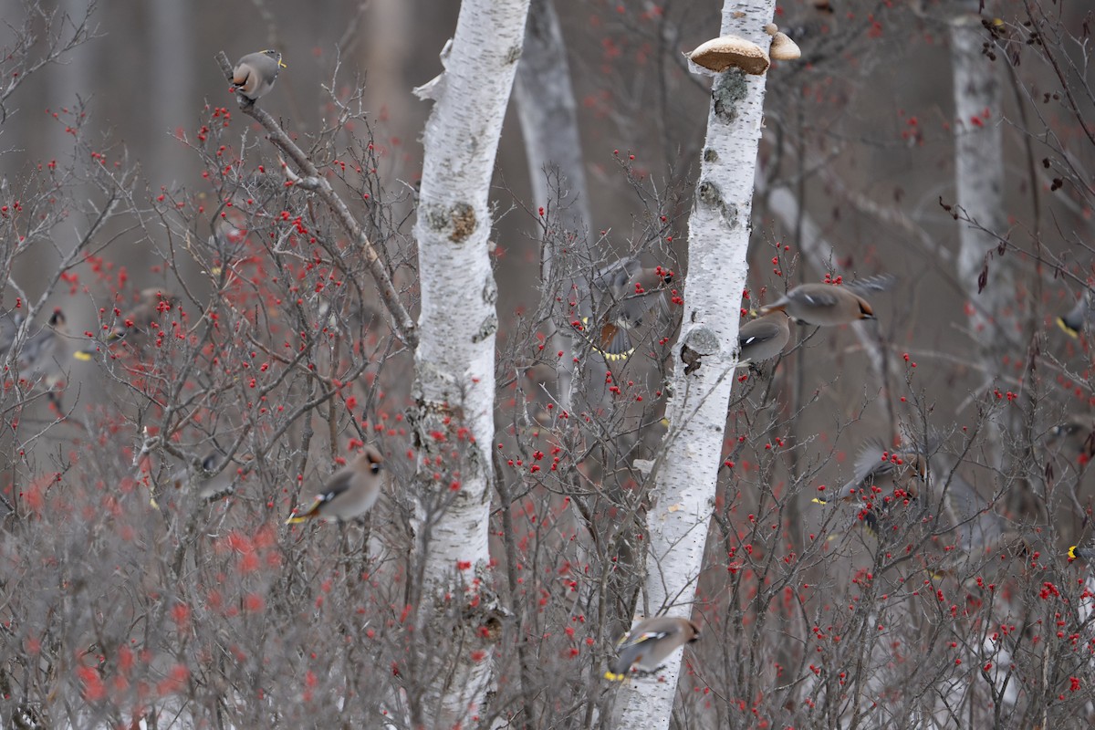 Bohemian Waxwing - ML647108107