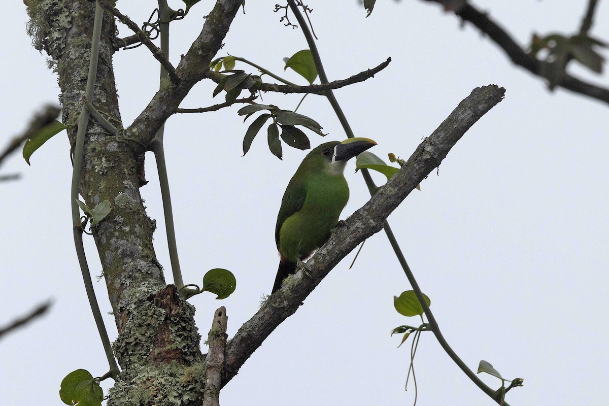 Southern Emerald-Toucanet (Andean) - ML647108109