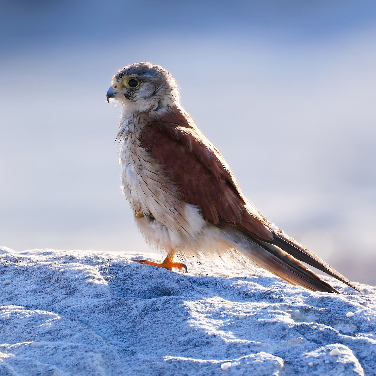 Nankeen Kestrel - ML647108113