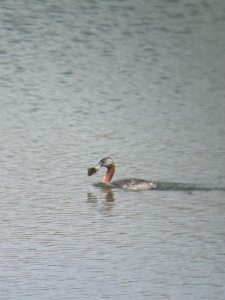 Great Grebe - ML647108117