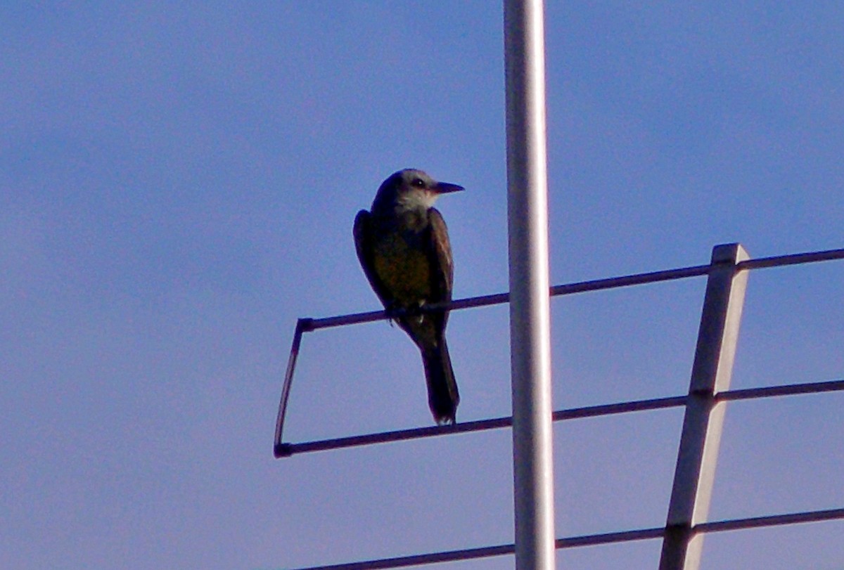 Tropical Kingbird - ML647108121