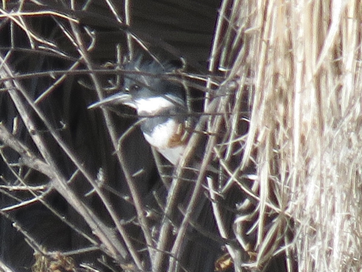 שלדג אמריקני - ML647108122