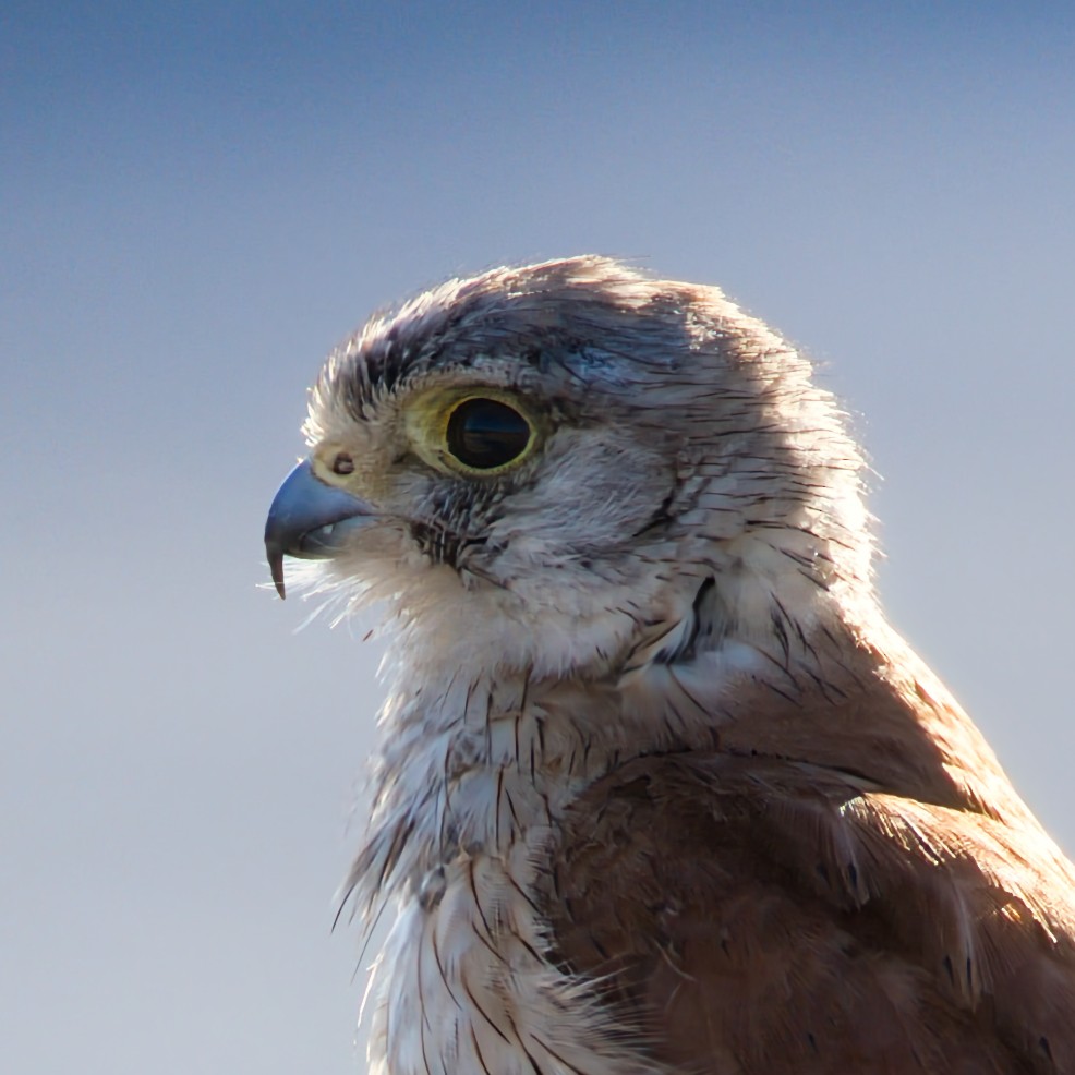 Nankeen Kestrel - ML647108127