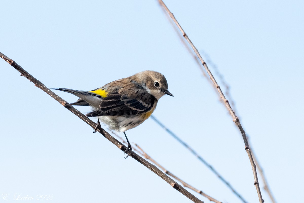 Yellow-rumped Warbler - ML647108129