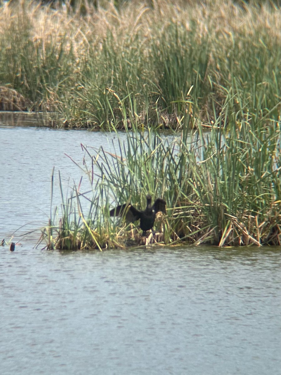 Neotropic Cormorant - ML647108130