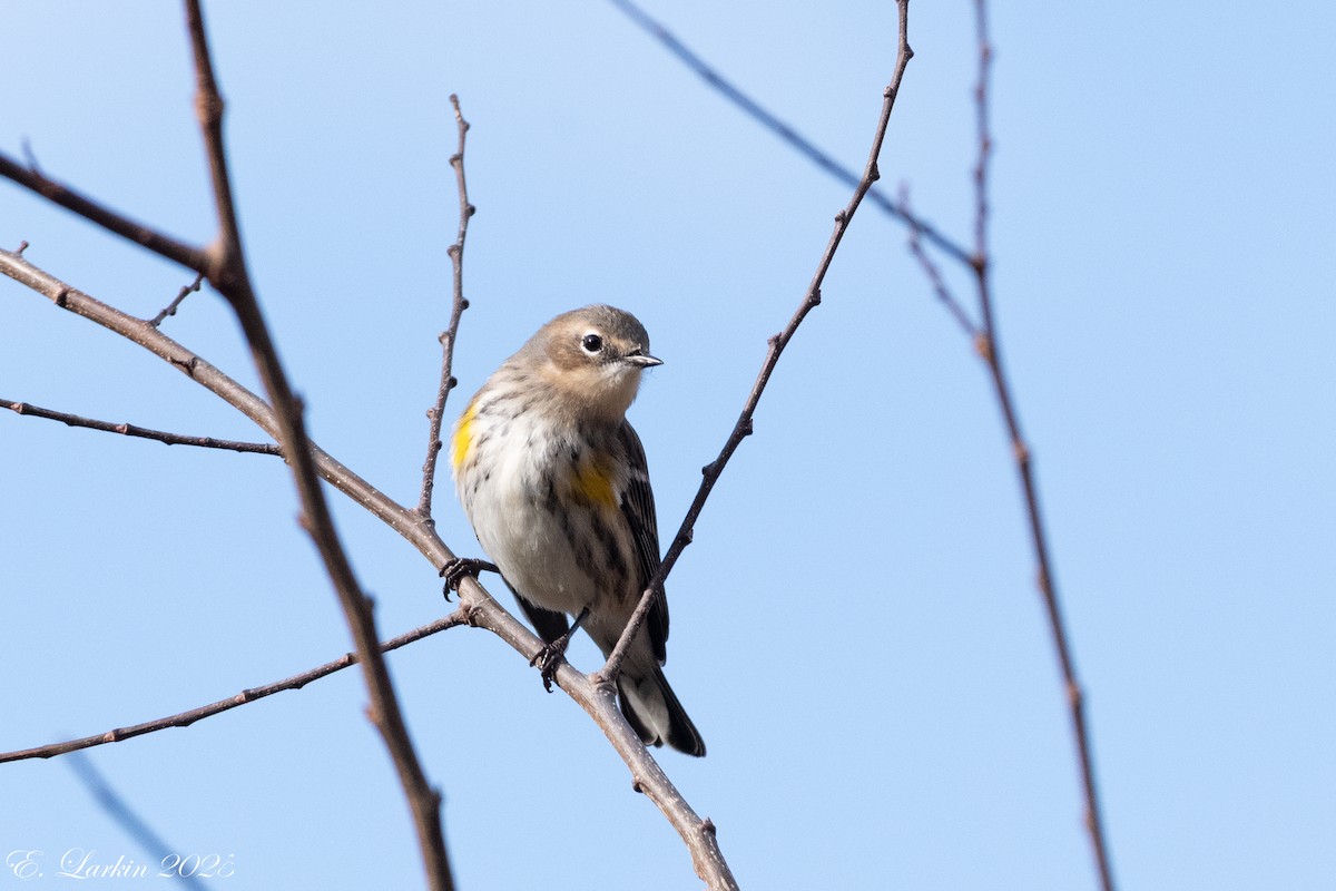 Yellow-rumped Warbler - ML647108131
