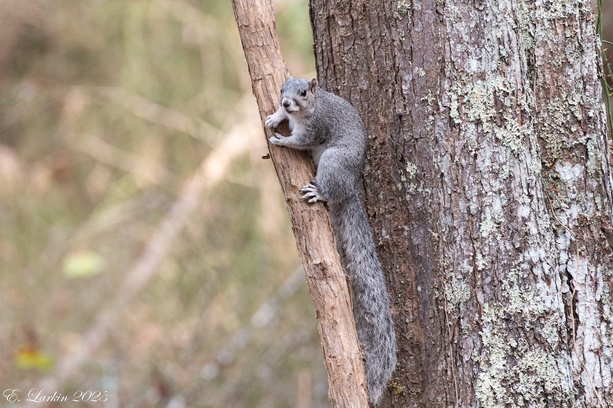 Delmarva Fox Squirrel - ML647108134