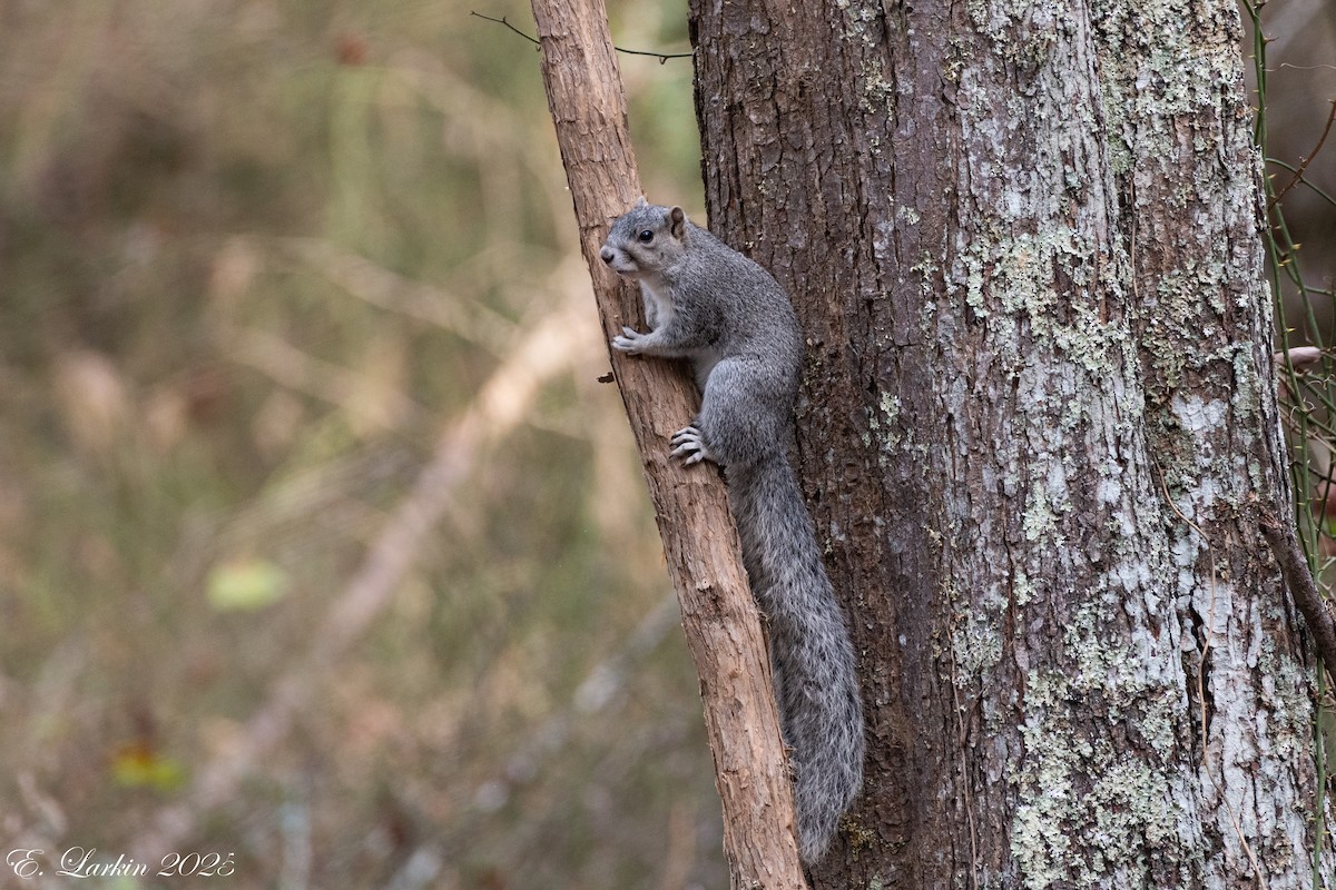 Delmarva Fox Squirrel - ML647108135