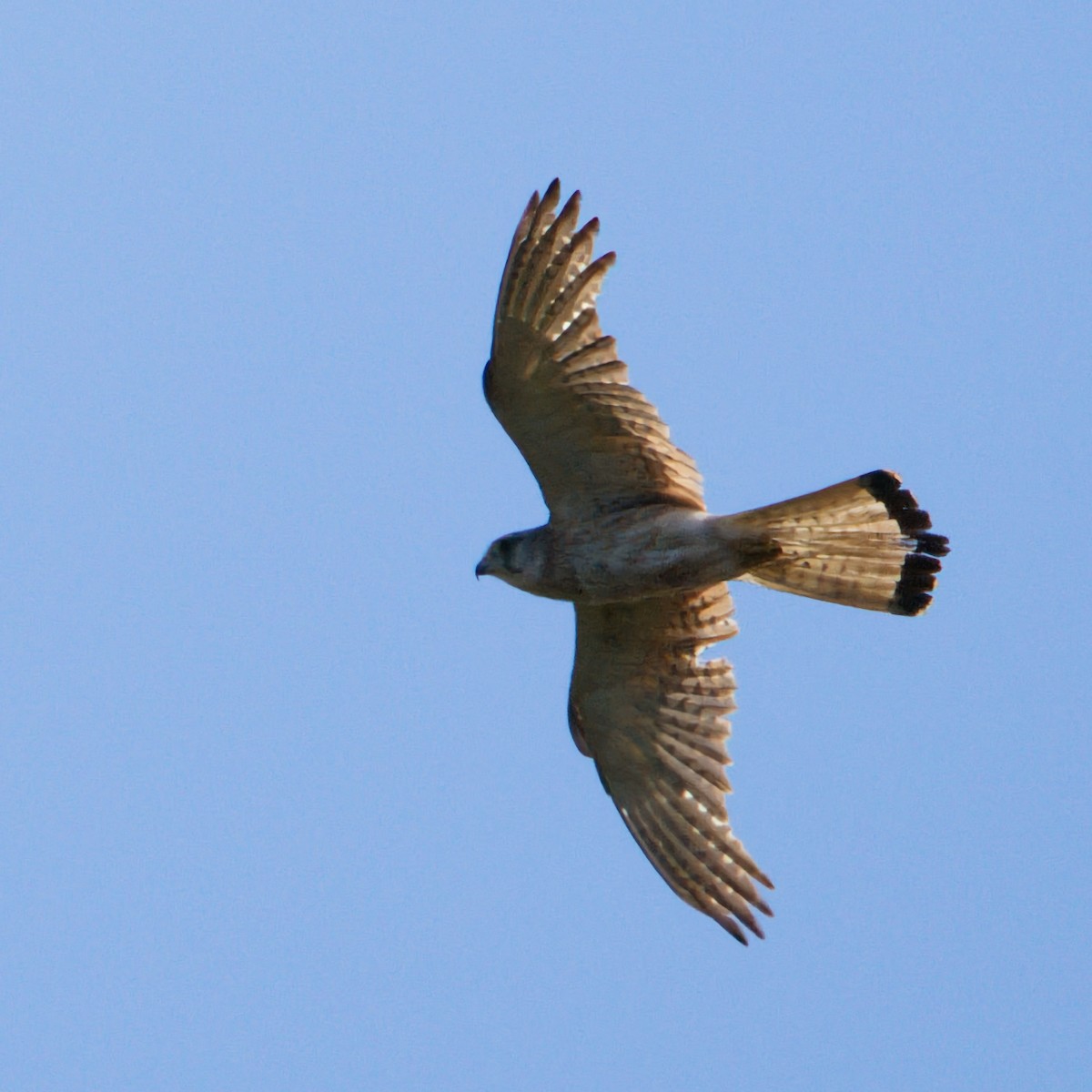Nankeen Kestrel - ML647108137