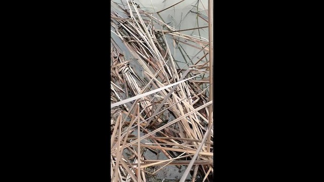 Many-colored Rush Tyrant - ML647108138