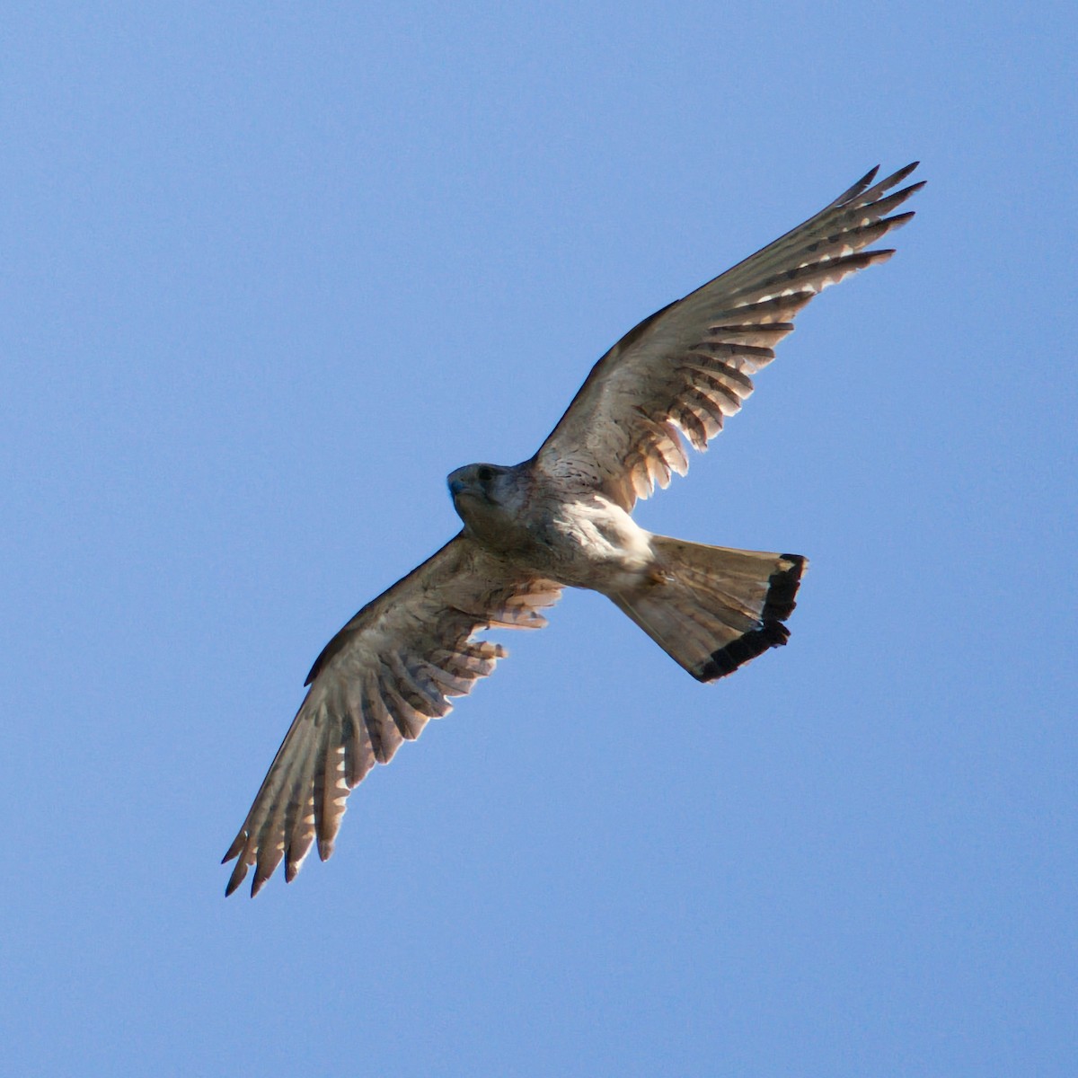 Nankeen Kestrel - ML647108140