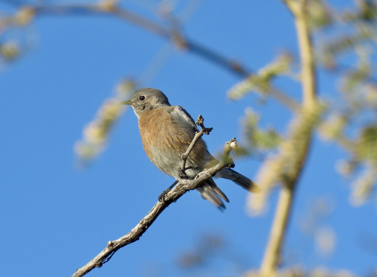 Западная сиалия - ML647108141