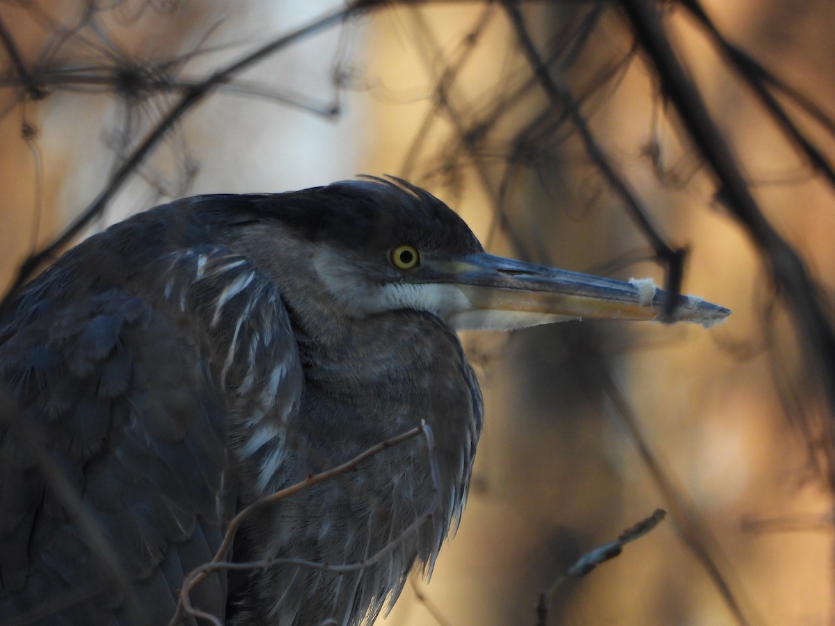 Great Blue Heron - ML647108153