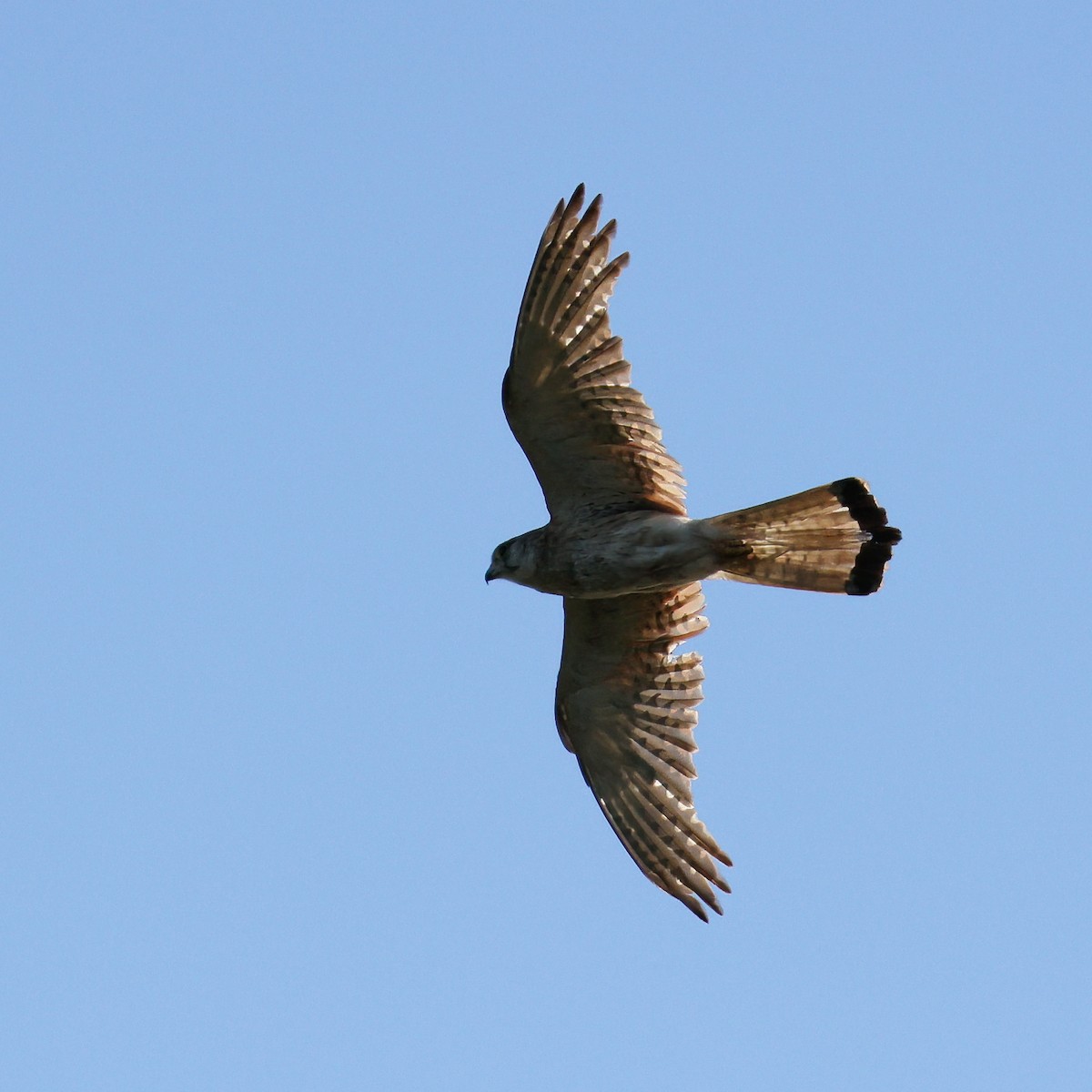 Nankeen Kestrel - ML647108156