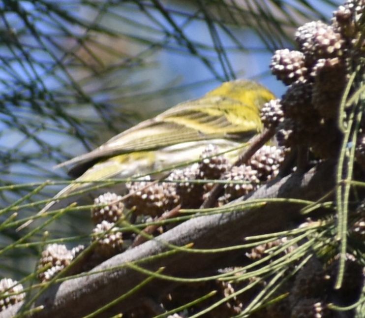 Girlitz - ML647108160