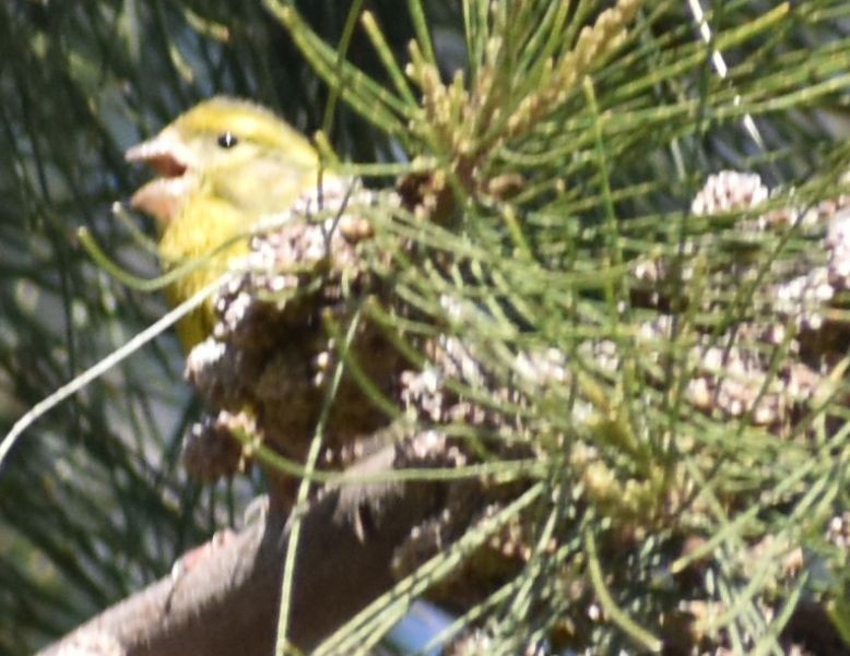 Girlitz - ML647108161