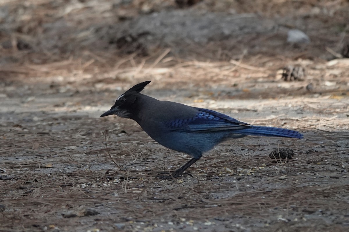 Steller's Jay - ML647108170