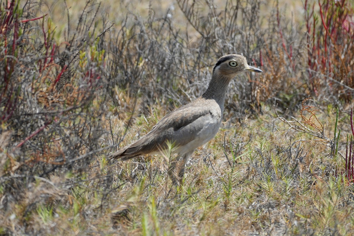 Peruvian Thick-knee - ML647108172
