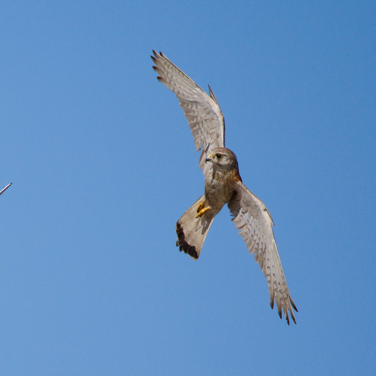 Nankeen Kestrel - ML647108173