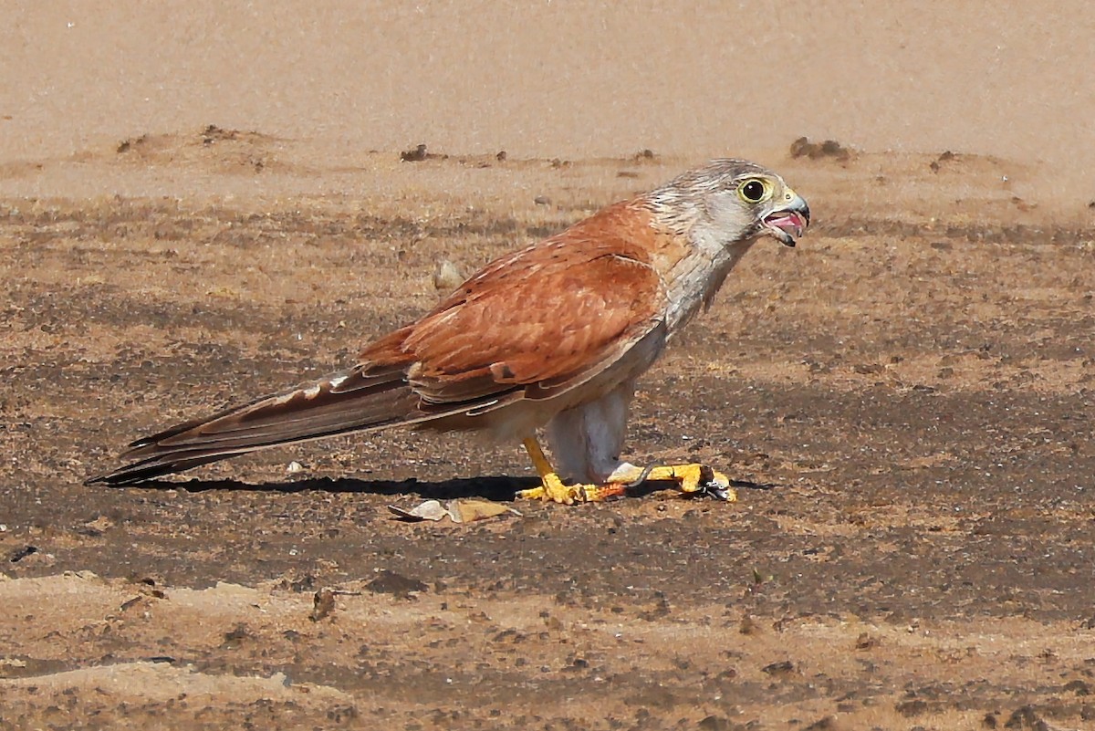 Nankeen Kestrel - ML647108182