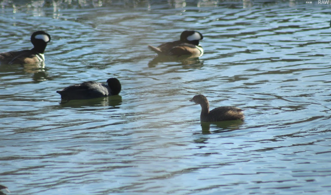 Pied-billed Grebe - ML647108184
