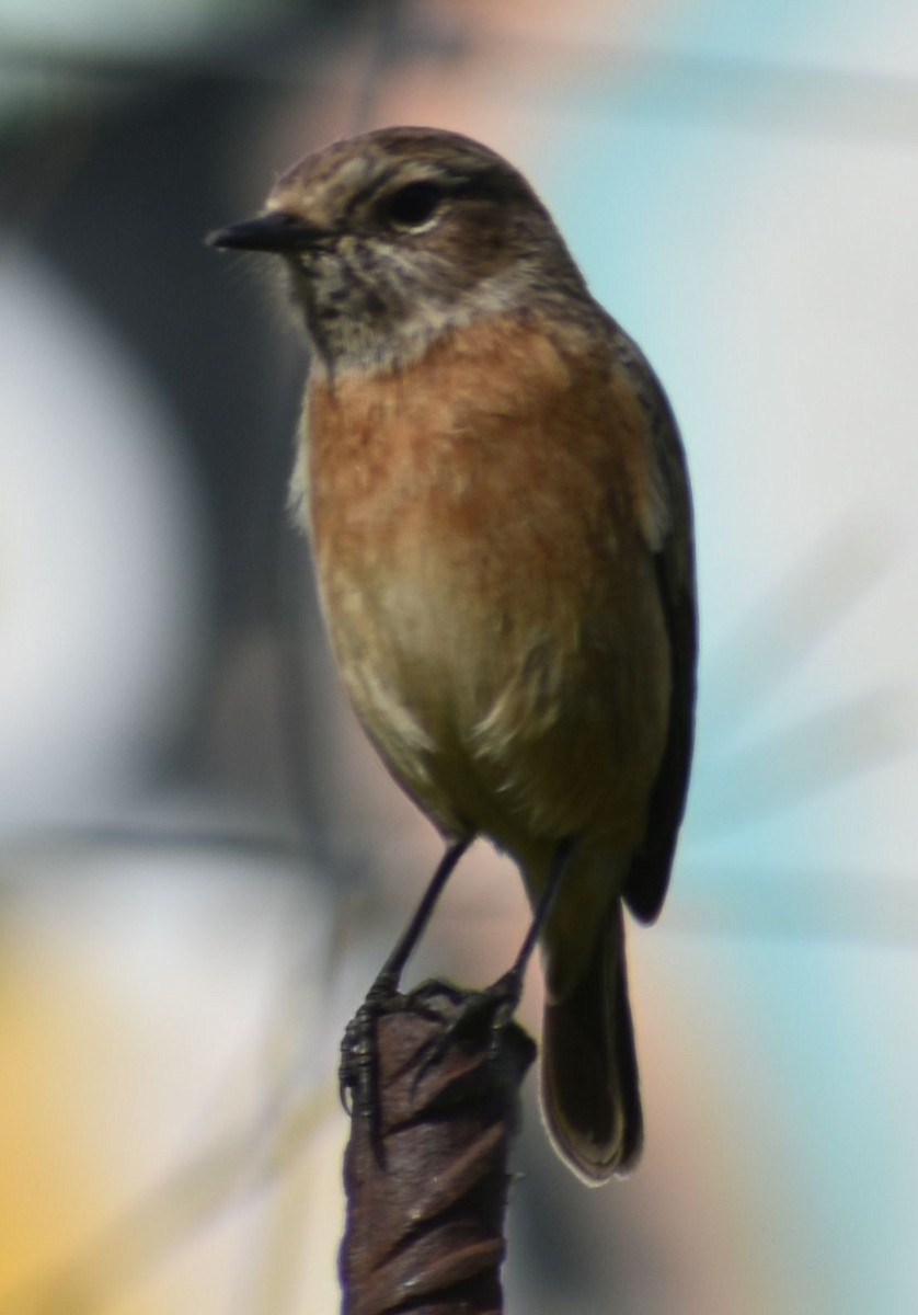 European Stonechat - ML647108187