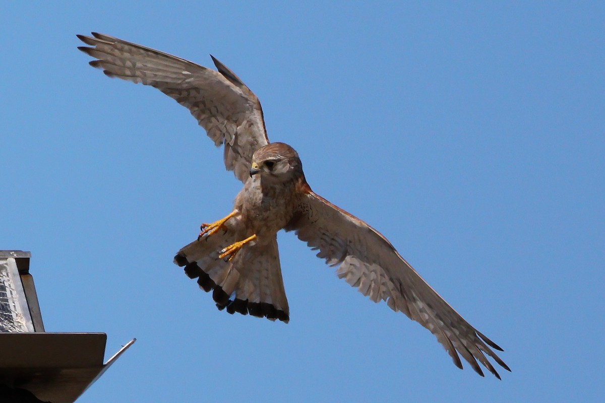Nankeen Kestrel - ML647108188