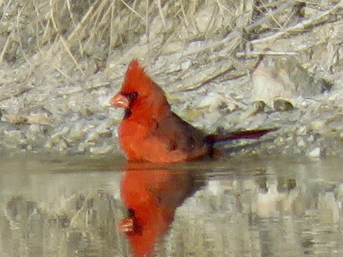 Cardinal rouge - ML647108194