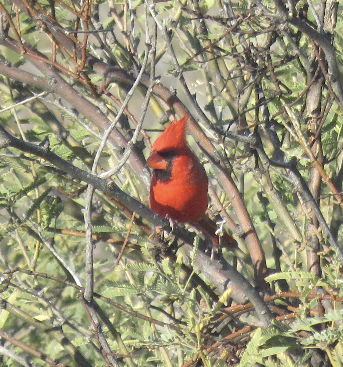 Cardinal rouge - ML647108195