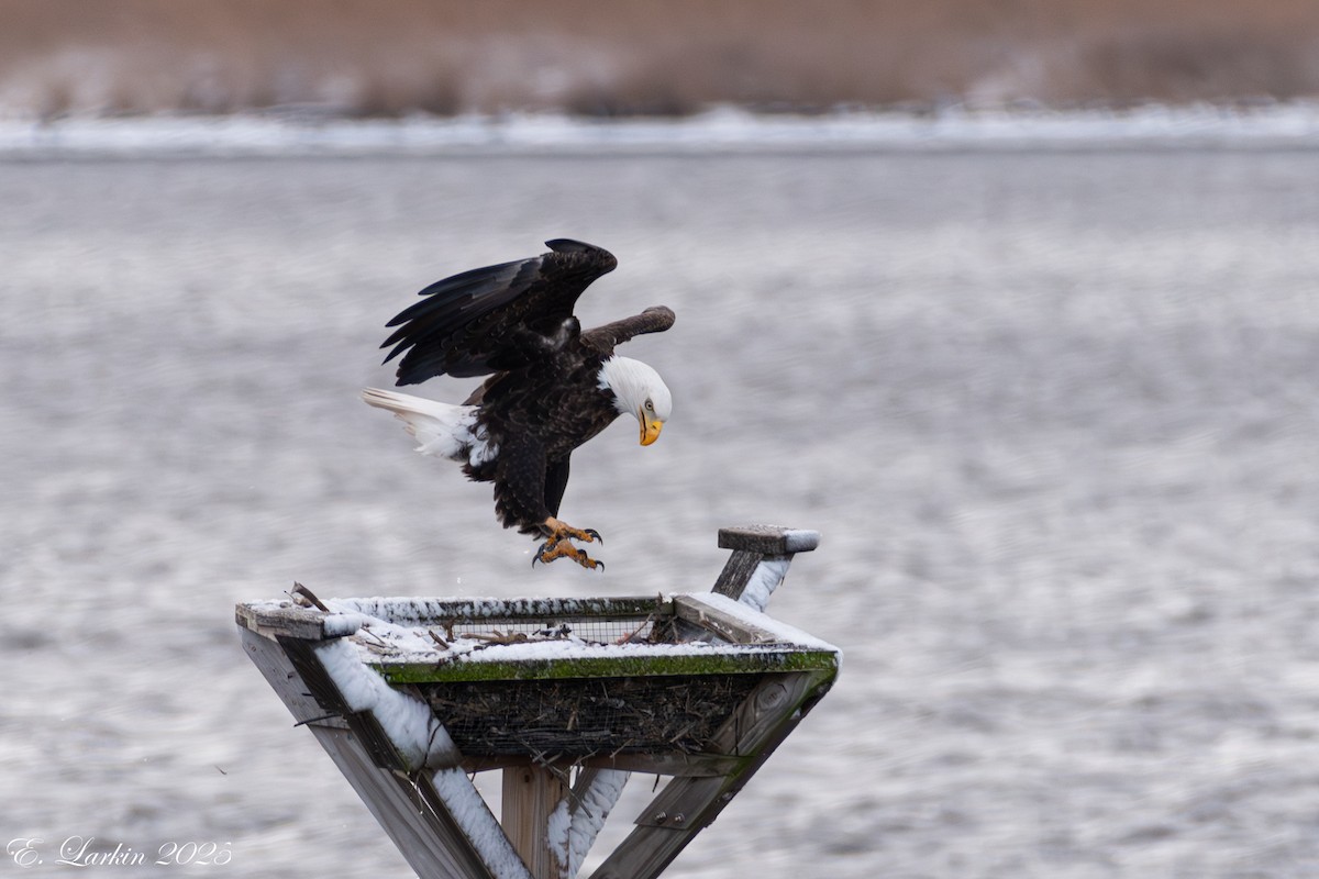 Bald Eagle - ML647108214